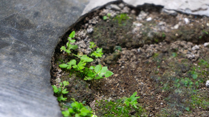 Plants that grow wild on the floor