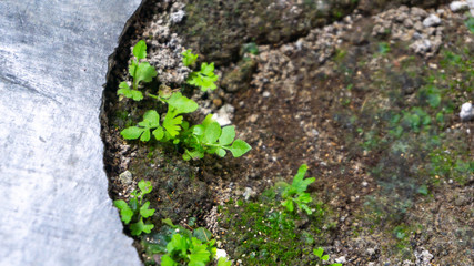 Plants that grow wild on the floor
