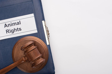 top view of judge gavel on blue book with animal rights inscription on white background