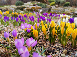 Multi-colored bright crocuses on rocky soil. The first spring flowers come to life after the snow melts.