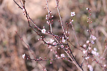  white flowers with a pink center and many buds began to blossom on a tree branch cherry spring soft background