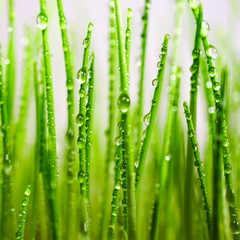 Fototapeta na wymiar Spring young grass in drops of dew.