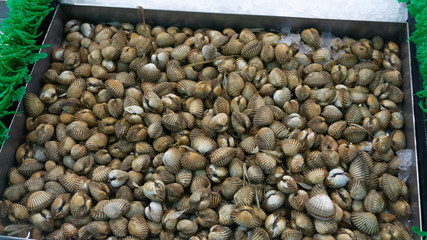 Naklejka premium The shells are scientifically named Anadara granosa and Indonesian names 