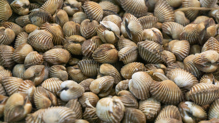 The shells are scientifically named Anadara granosa and Indonesian names 