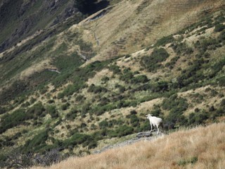 SCENERY OF NEW ZEALAND (WANAKA)