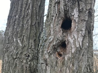 Bird's nest in the hollow of an old oak.