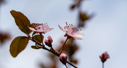 Prunus Cerasifera Pissardii Tree blossom with pink flowers. Spring twig of Cherry, Prunus cerasus on blurred natural garden background. Selective focus. Fresh wallpaper, nature background concept