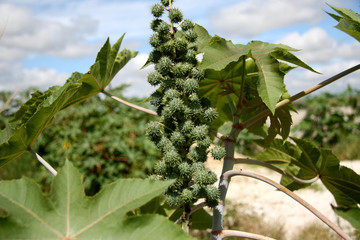 castor bean plantation for biodiesel production