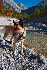 malinois belgischer schäferhund an einem türkisen gebirgsbach urslau im herbst in den alpen nationalpark salzburg pinzgau, small alpine creek turquoise water in austrian alps in indian summer	