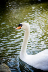Fototapeta premium Beautiful white swan on a lake