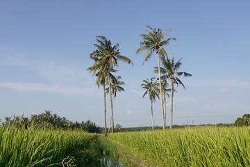 Fototapeta premium palm trees in field