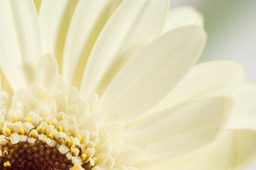  white gerber flower in close-up on a light background