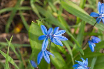 ein aufgeblühter Blaustern im Frühling