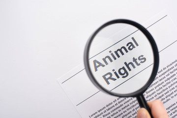 top view of magnifier on animal rights inscription on white background