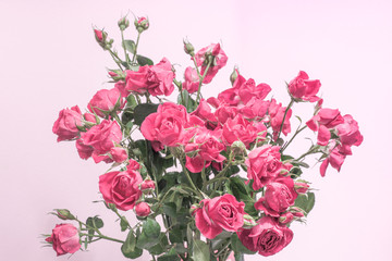 pale pink roses pastel tone on a light background