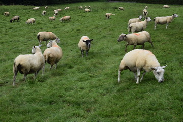 Fototapeta premium Sheep
