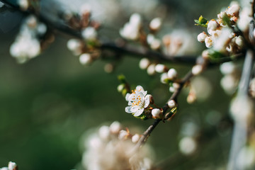 Photo of closeup blossoming tree in forest or park. Beautiful nature background