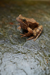 Frog On Wet Rock. Rana arvalis