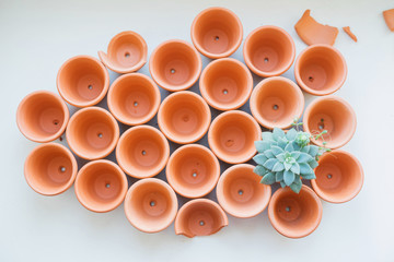 Mini terracotta pots with succulents on a white background.