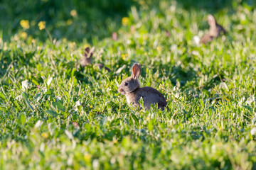 European rabbit (Oryctolagus cuniculus), small rabbits eating in the meadow.
