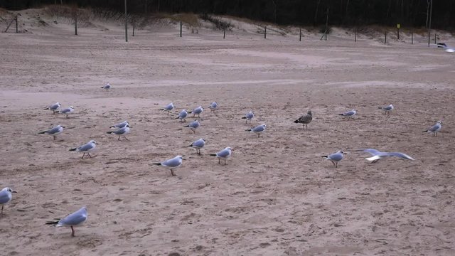 A Group of Seagulls walks in one direction on a sandy beach in Kolobrzeg.