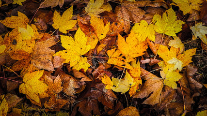 Yellow autumnal leaves as nature background.