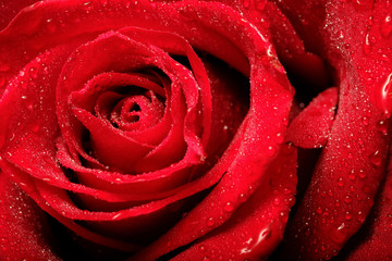 red rose in the dark room