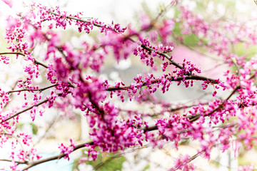 Small pink blossoms growing on tree