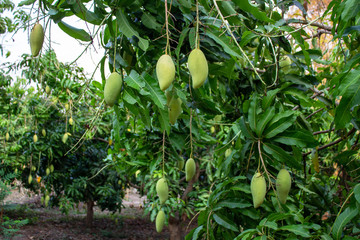 mango tree and mango garden,mango tree