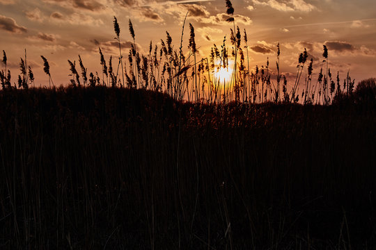 Dry grass on a night sky background © Лідія Крупач
