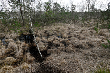 Venner Moor bei Münster
