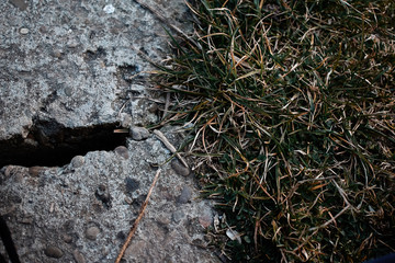 Asphalt and grass. On the verge of demarcation