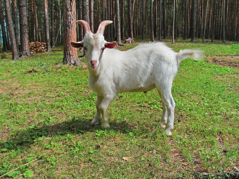 Young white goat. Portrait of one pet with white fur standing on a background of green grass background. Closeup face and head of a cute pet posing. Outdoor farming image. 