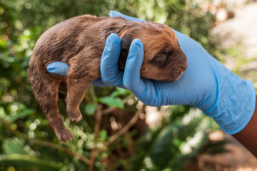 a newborn puppy gets lifted and helped from a person wearing blue gloves