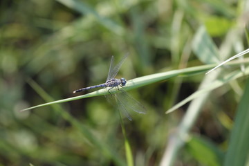 wildlife