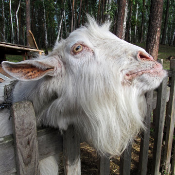 Old cute goat. Portrait of one domestic animal with white fur standing in his paddock. Closeup head and face and of funny pet posing outdoor. Eyes are looking at the camera. Agriculture image.