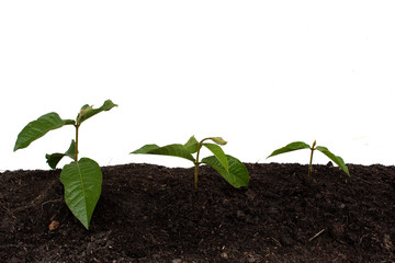 young plant in soil isolated on white background, save world concept