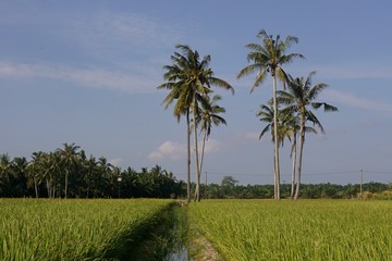 Fototapeta premium palm trees on the paddy field