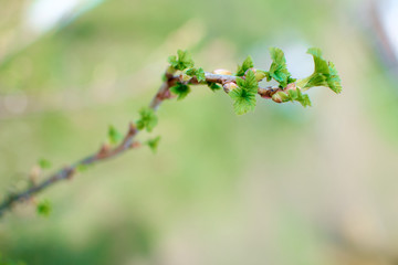 Spring. Branches of a young gooseberry in bright sunlight, natural green background. Gooseberry bush is a deciduous tree. The kidneys. Leaving leaves. Sunbeam