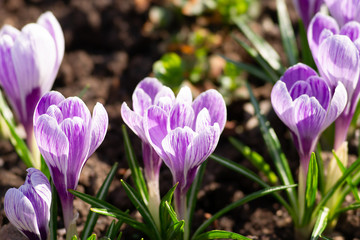 White and purple colors striped or streaky crocus flowers in spring. Delicate petals, yellow style or pistil. Floral décor or background for your project.