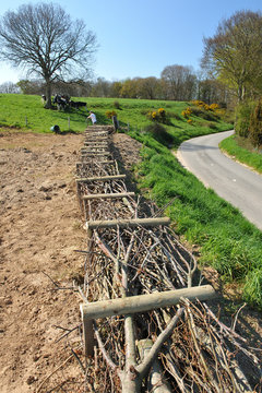 Lutte contre l'&eacute;rosion des sols. Construction d'une fascine dans un champ de bl&eacute; afin d'&eacute;viter les coul&eacute;es de boues sur la route