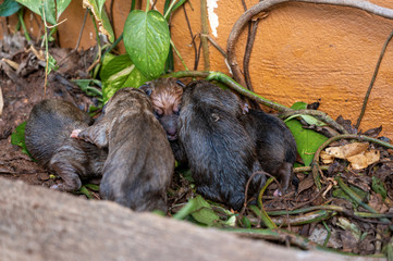 A litter of newborn puppies huddle together in a patch of dirt near a garden