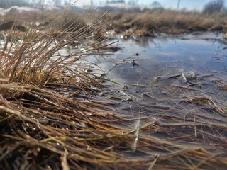 reeds on lake