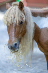 Obraz premium Pony eating hay