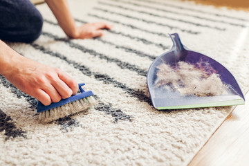 Cleaning carpet from cat hair with brush at home. Man cleans dirty rug puts animal fur in scoop....