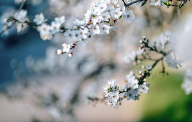 Photo of closeup blossoming tree in forest or park. Beautiful nature background
