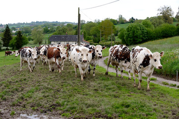 Troupeau de vaches empruntant le chemin de la traite...Race normande.