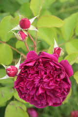 pinkfarbene englische Rose