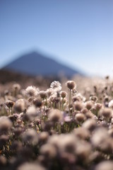 Teide