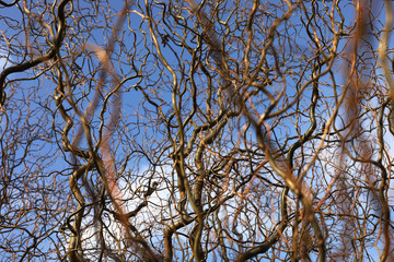 Bare branches of a curly tree on a background of blue sky with clouds. selective focus